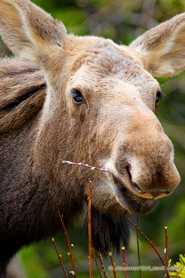 A moose portrait in Banff National Park, Alberta, Canada. - Canada Photography