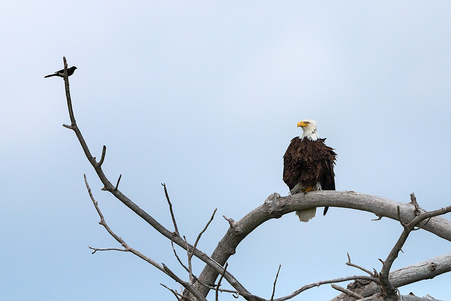 A crow sits on a branch taunting the larger Bald Eagle.  The eagle merely looked at him, ignoring his taunts. - Sandhills Photography