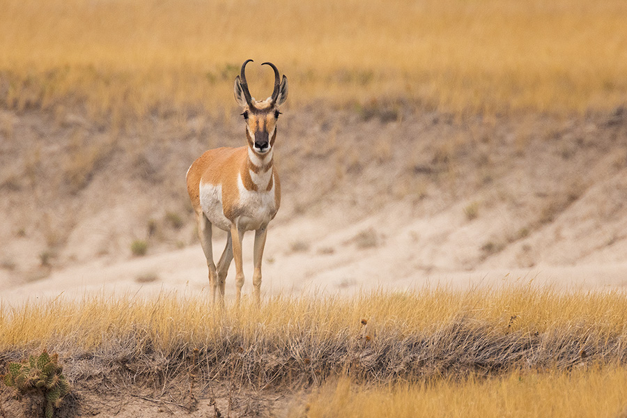 A wildlife photograph of a pronghorn in western Nebraska. - Nebraska,Animals Photography