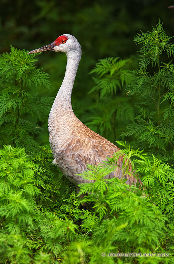 A Sandhill Crane. *Captive* - Nebraska Photography