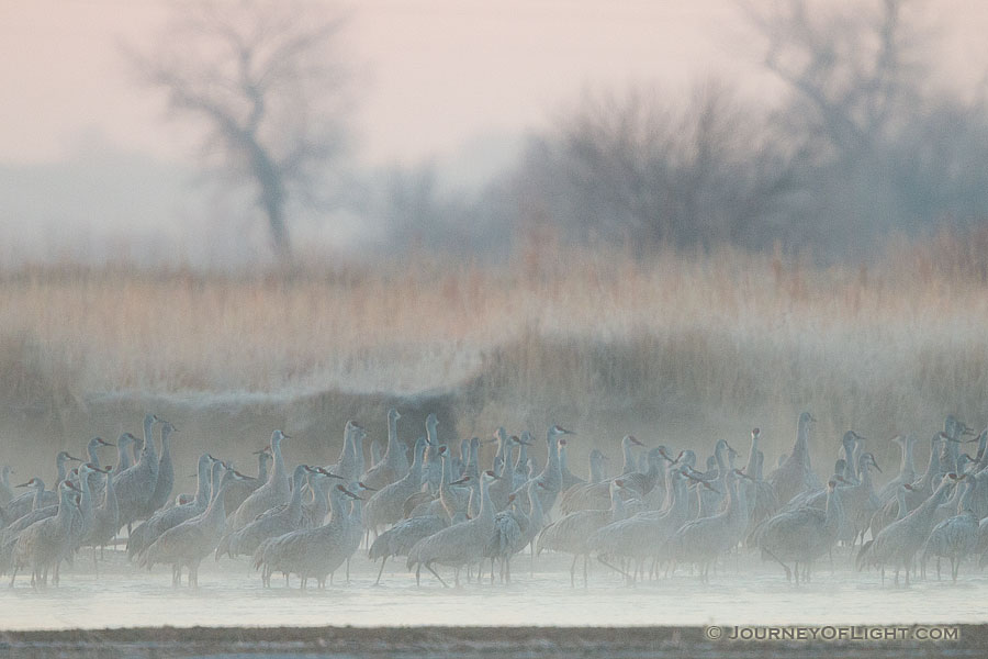 On a cool, foggy March morning a group of Sandhill Cranes wait on a sandbar in the Platte River. - Great Plains,Wildlife Photography