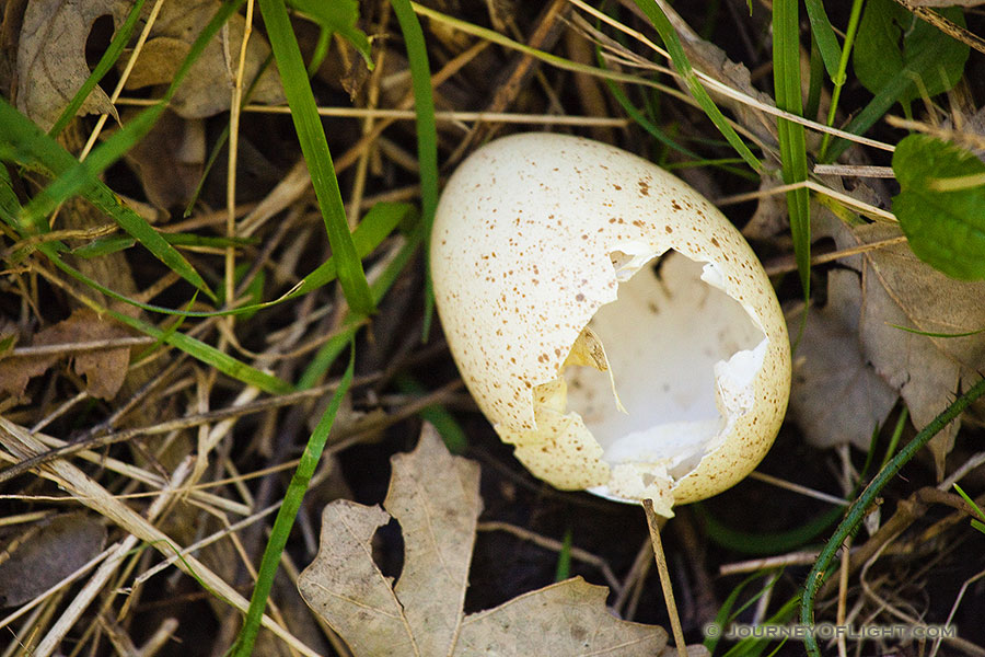 A former home of a Canada Goose gosling lies on the forest floor at Schramm State Recreation Area, Nebraska. - Nebraska Photography