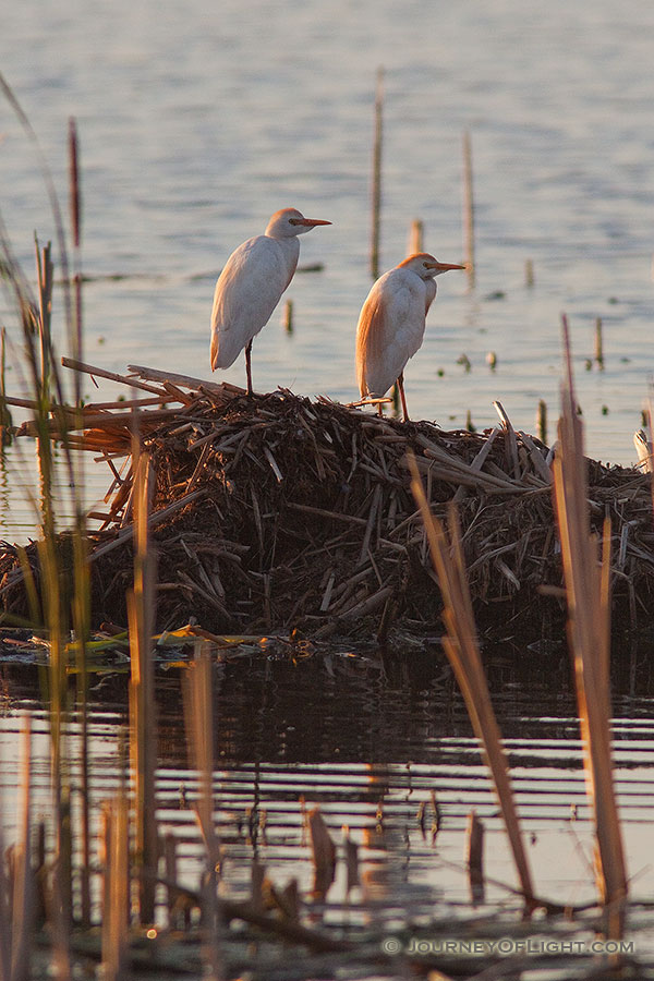 Two egrets rest for a short time at Jack Sinn Wildlife Management Area in Eastern Nebraska. - Jack Sinn Photography