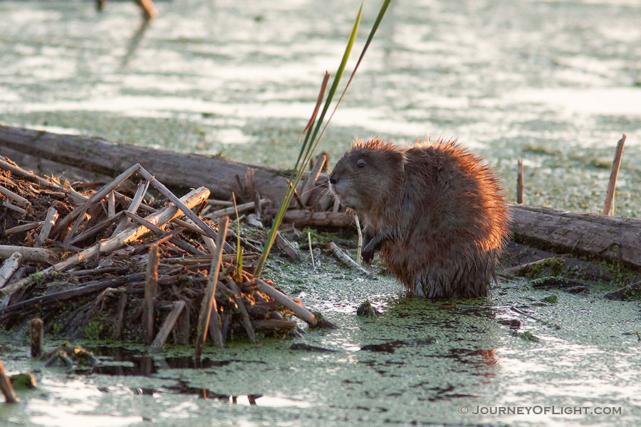 A muskrat works on his den at Jack Sinn Wildlife Management Area in Eastern Nebraska. - Jack Sinn Photography