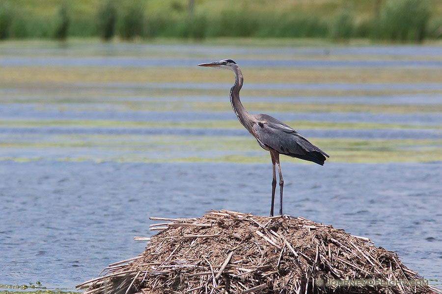 An elegant Blue Heron rests shortly before taking flight. - Jack Sinn Photography