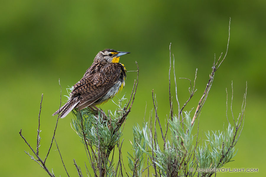 It was a rainy day in the North Unit of Theodore Roosevelt National Park.  It looked as though it would be dreary all day.  During this period, I drove slowly through the park content to see what wildlife would present itself.  Here a Western Meadowlark clung to the top of a tall shrub and would occasionally chirp, the wind carrying the shrill sound across the plateau.  As the rain increased the branches began to sway back and forth, back and forth harder and harder until the meadowlark, now annoyed, flew away. - North Dakota Photography