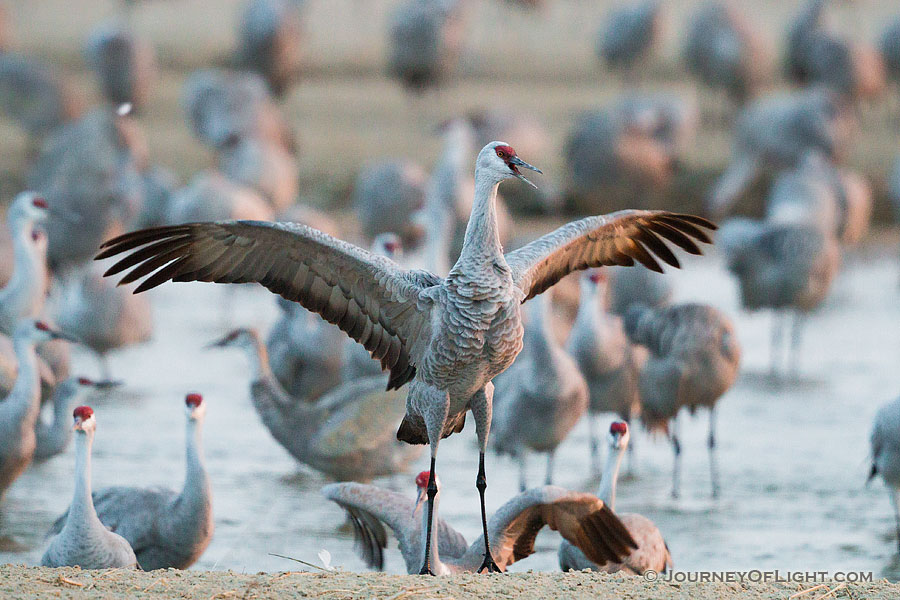 In Central Nebraska a Sandhill Crane spreads out his wings. - Nebraska Sandhill Crane Photography