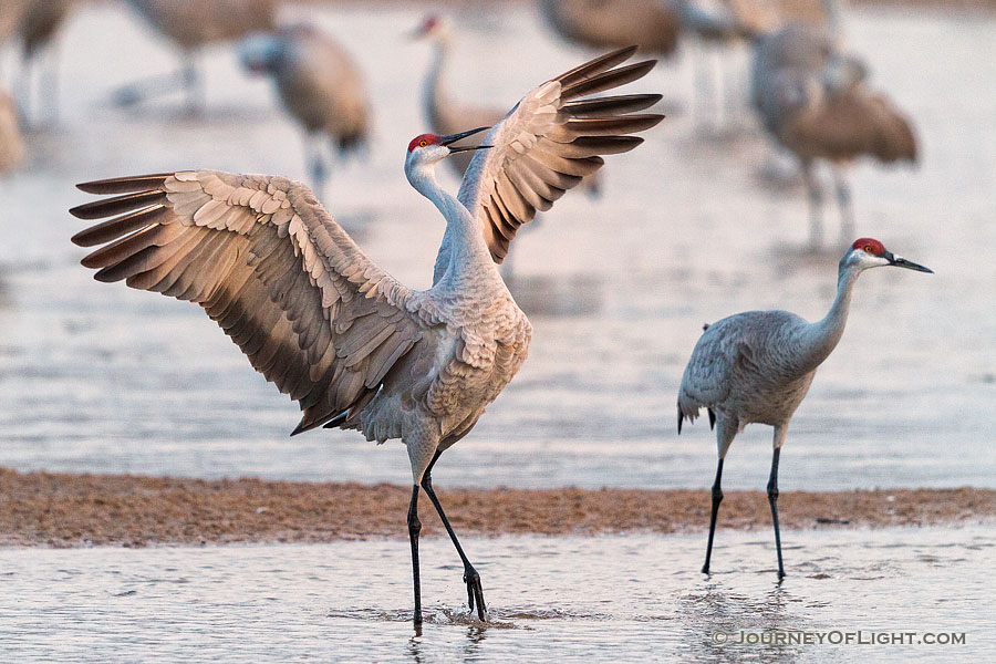 A Sandhill Crane dances on a Sandbar on the Platte River in Central Nebraska. - Nebraska,Wildlife Photography