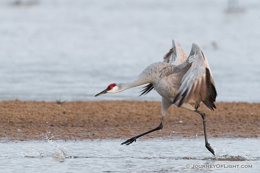 A Sandhill Crane runs on the Platte River in Nebraska on a cool early spring morning. - Nebraska,Wildlife Photography