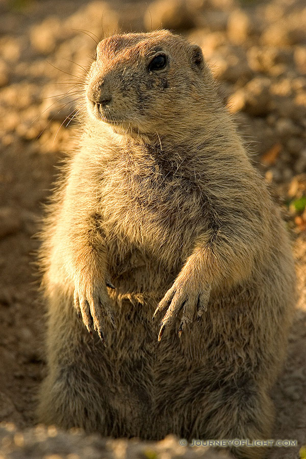 A Prairie Dog pokes his head out of a hole. - South Dakota Photography