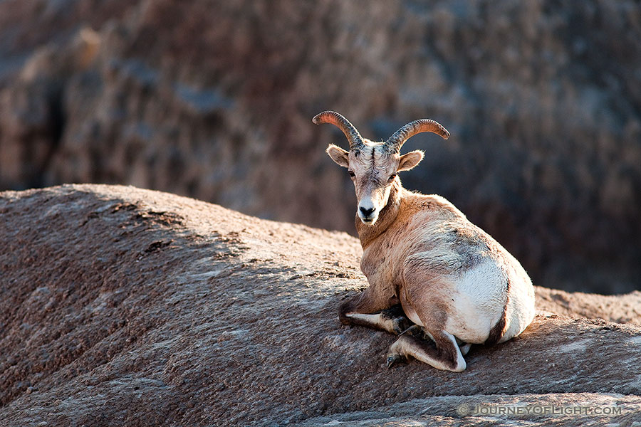 A bighorn sheep rests in the Badlands in South Dakota. - South Dakota Photography