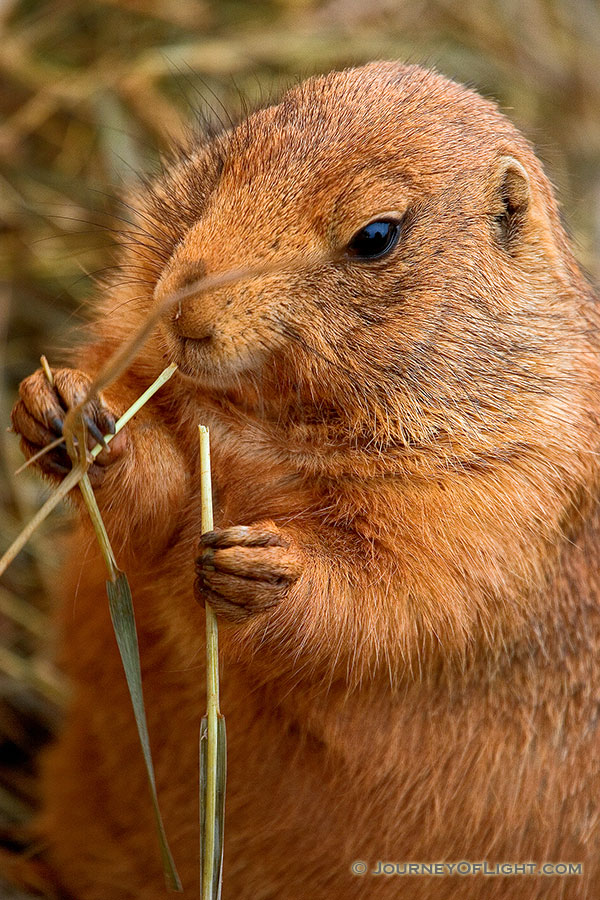 A Prairie Dog munches on an appetizer prior to chowing down on some peanuts. - South Dakota Photography