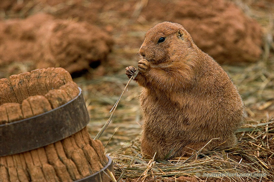 A Prairie Dog enjoys his lot in life. *Captive* - South Dakota Photography