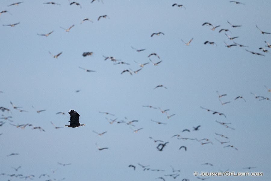 A bald eagle glides across the Platte River in Nebraska startling thousands of Sandhill Cranes. - Great Plains,Wildlife Photography