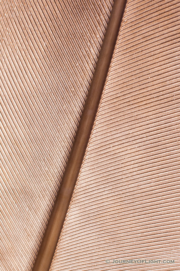 A close-up image of a feather from a Sandhill Crane in central Nebraska. - Sandhill Cranes Photography