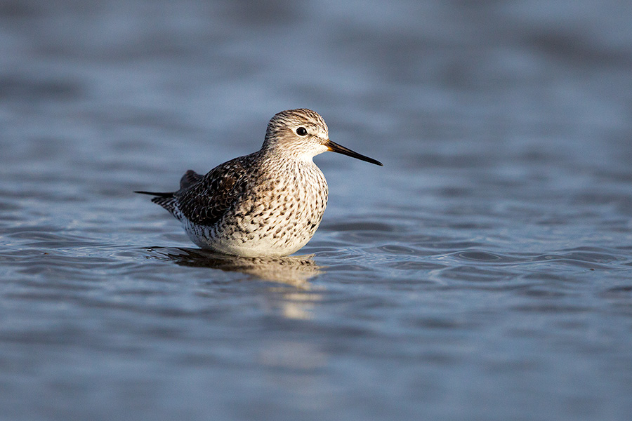 A wildlife photograph of a yellowlegs wading in a Marsh in eastern Nebraska. - Nebraska Photography