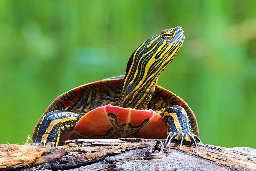 A wildlife photograph of a turtle in the Sandhills of Nebraska. - Nebraska Photography