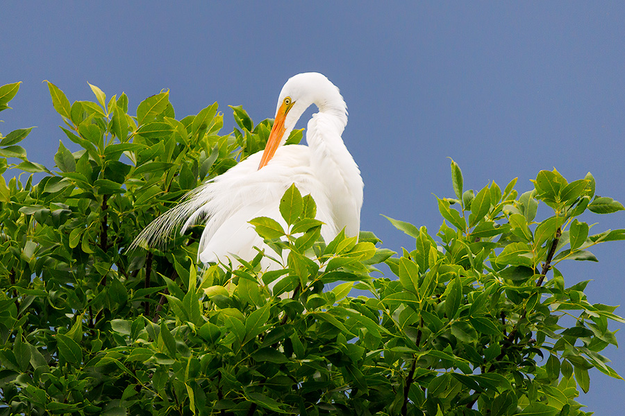 A Nebraska wildlife photograph of a Great Egret in a tree at Shadow Lake, Nebraska. - Nebraska Photography