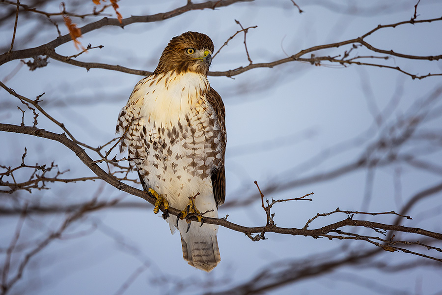 A wildlife photograph of a Red-Tailed Hawk in the winter in eastern Nebraska. - Nebraska Photography