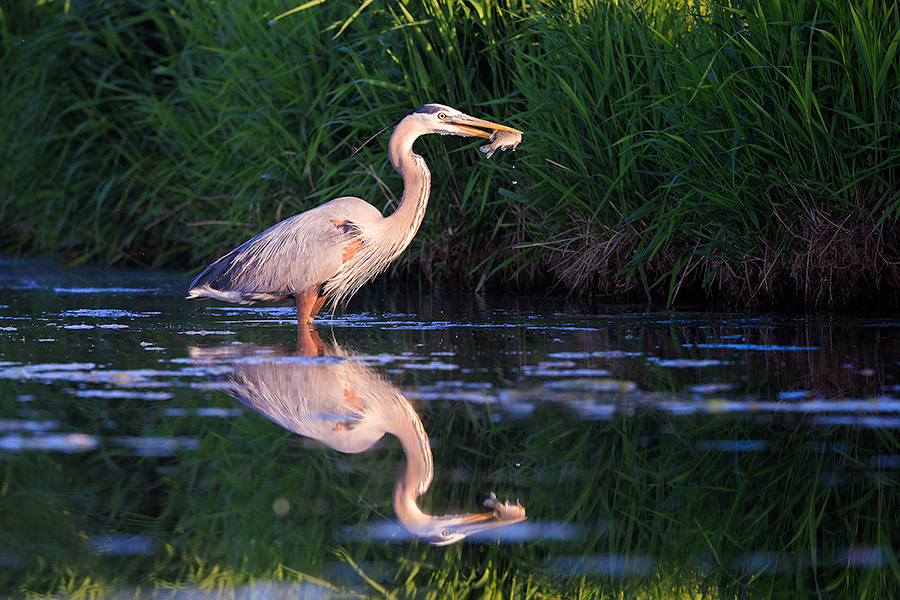 A Nebraska wildlife photograph of a heron catching a fish on Shadow Lake, Nebraska. - Nebraska Photography