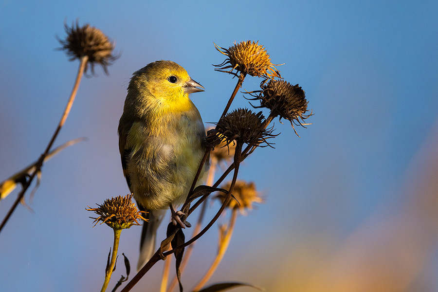 A wildlife photograph of a Yellow Throated Vireo in eastern Nebraska. - Nebraska Photography