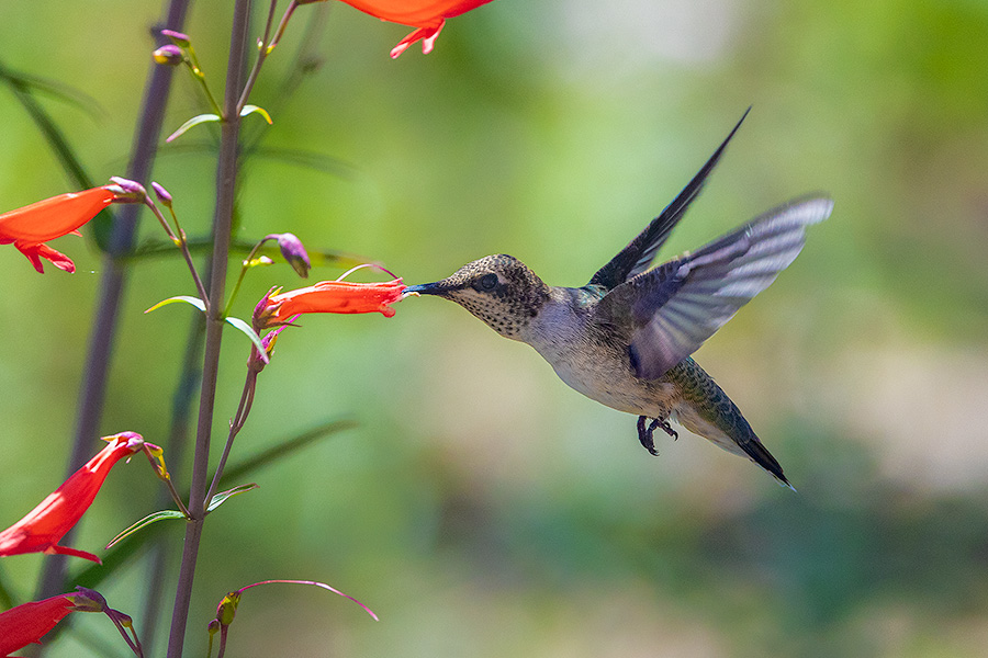 Wildlife photograph of a hummingbird and flowers at Mesa Verde National Park, Colorado. - Colorado Photography