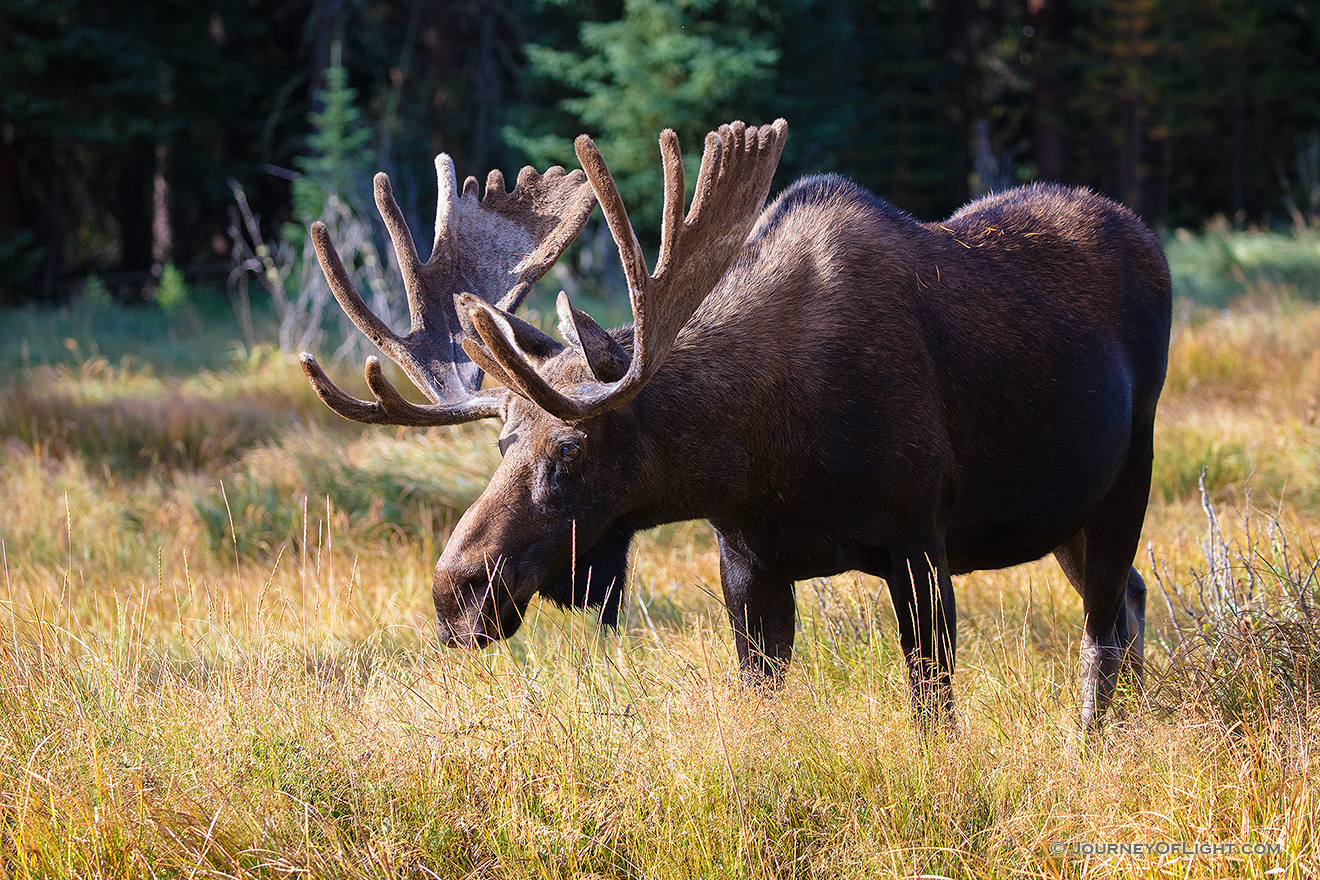 While packing up camp at the nearby campsite I turned around and to my surprise this bull Moose was wondering through the field not far from me.  Careful to not disturb him too much, I spent quite a bit of time photographing him as he strolled through Summerland Park. - Colorado Picture