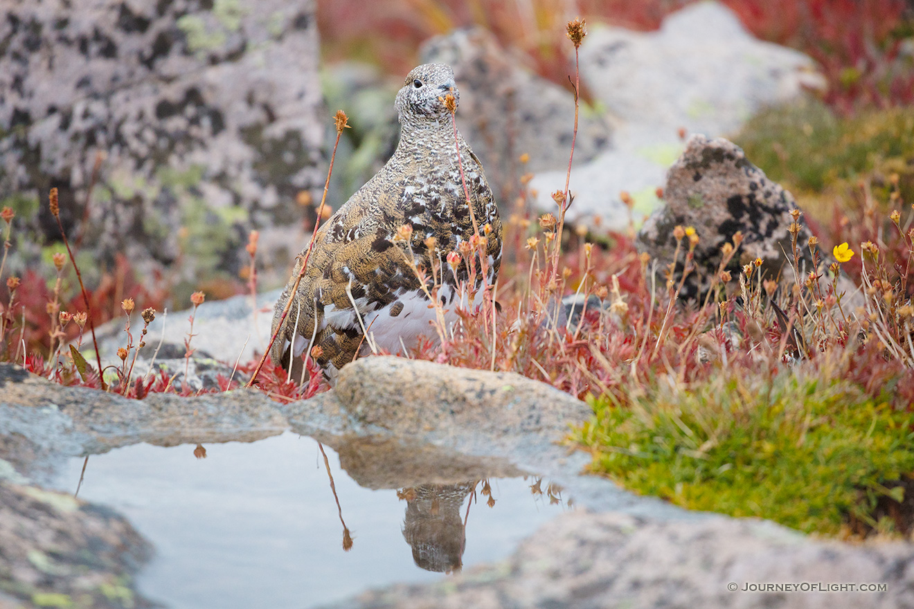 A wildlife photograph of a rock ptarmigan at Rocky Mountain National Park, Colorado. - Rocky Mountain NP Picture