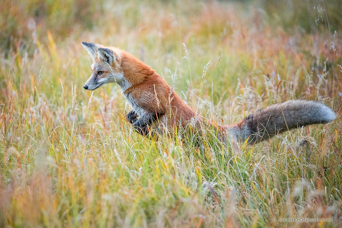 A red fox begins his pounce on unsuspecting prey in the Kawuneeche Valley of western Rocky Mountain National Park, Colorado. - Colorado Picture