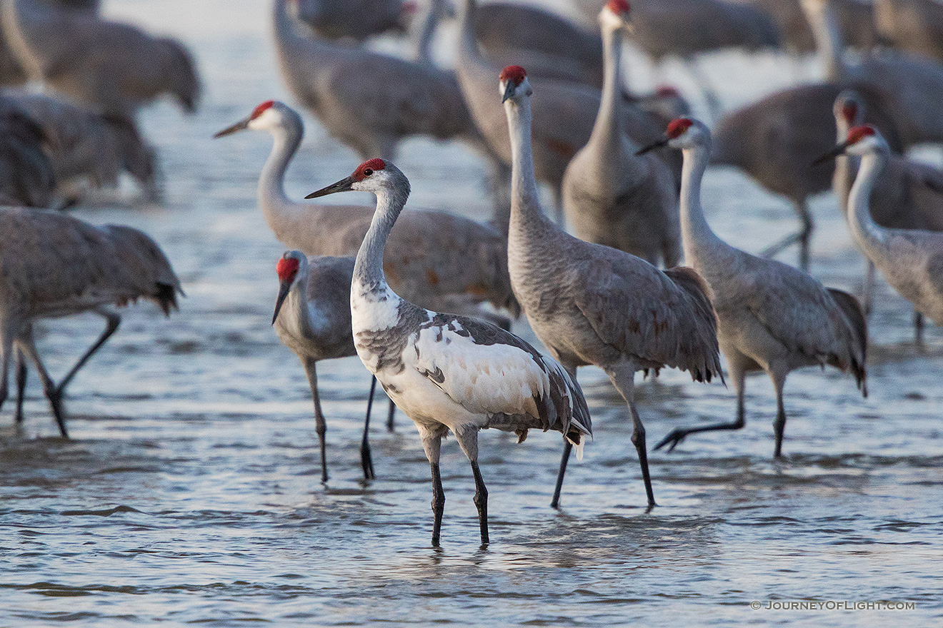 A leucistic Sandhill Crane wades through the waters of the Platte River at dusk. - Sandhill Cranes Picture