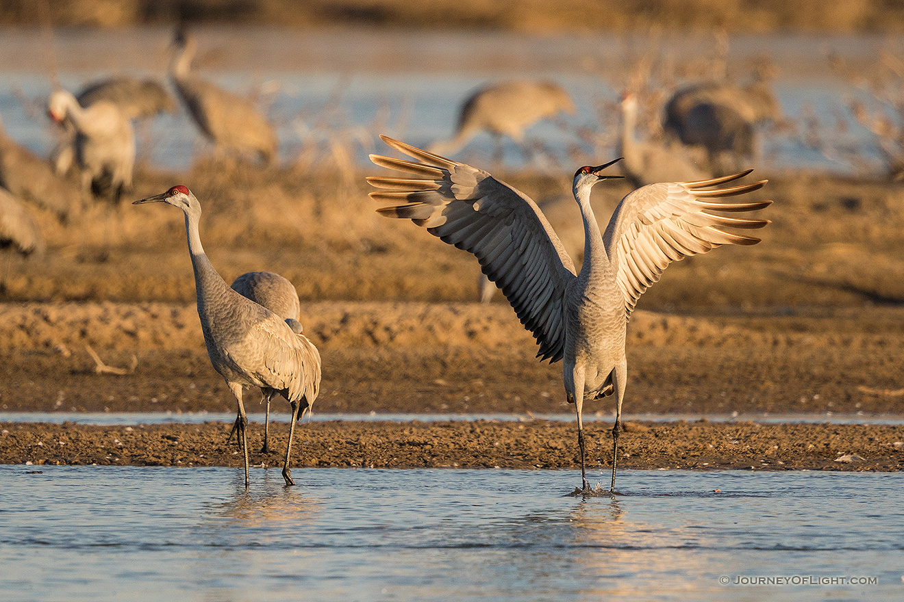 A Sandhill Crane twirls an dances in the early morning sunlight on a sandbar in the Platte River in Nebraska. - Sandhill Cranes Picture