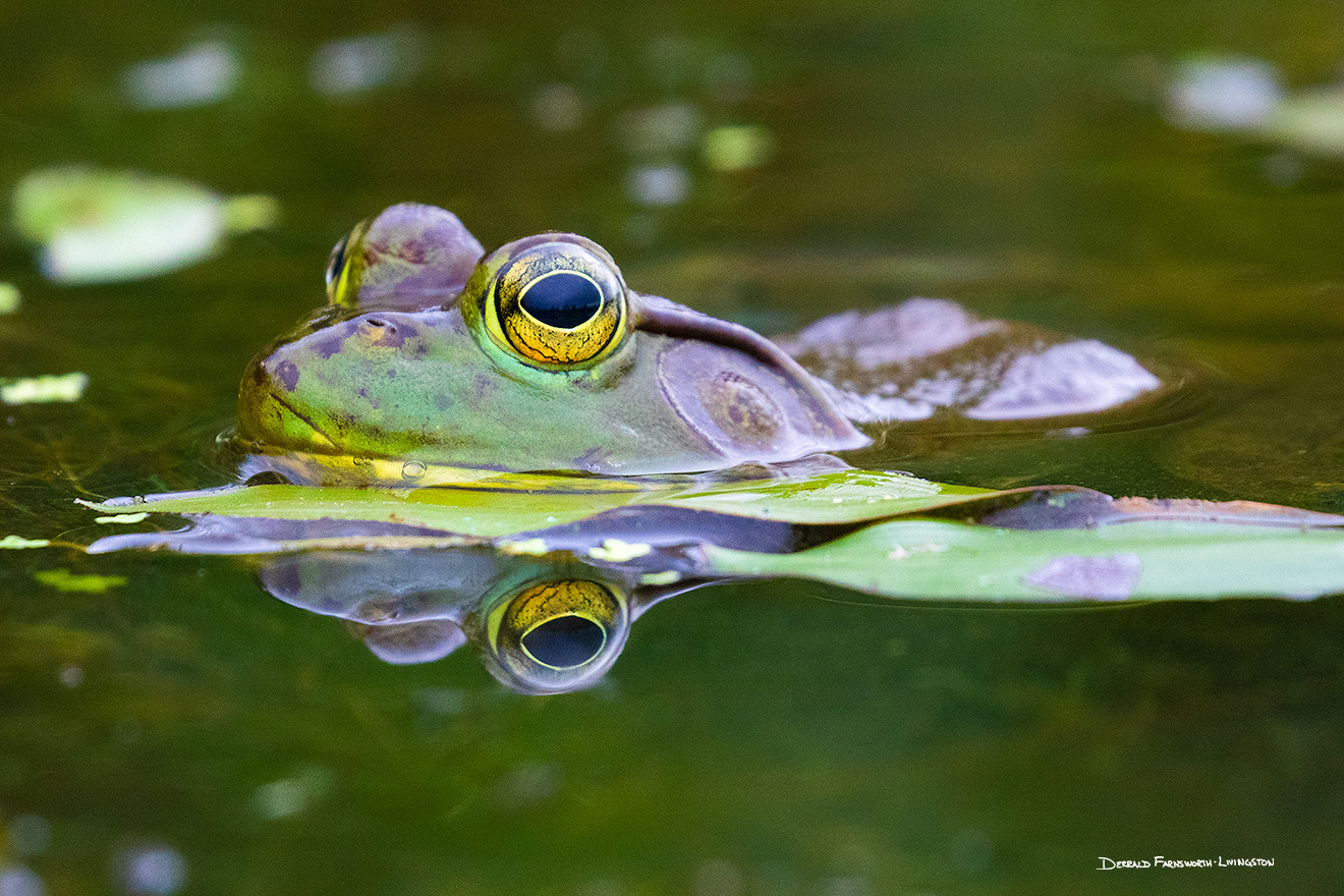 A wildlife photograph of a bullfrog by the shore in Sarpy County, Nebraska. - Nebraska Picture