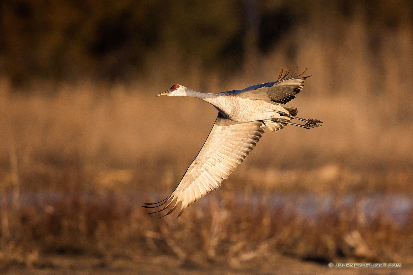 A Sandhill Crane banks above the Platte River in Central Nebraska in the warm morning light. - Sandhill Cranes Picture