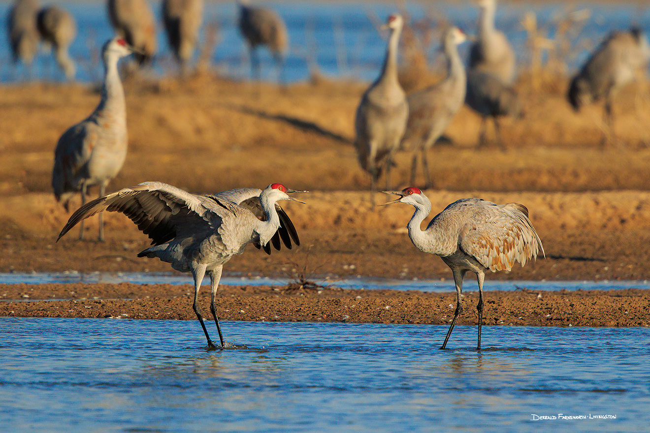 A wildlife photograph of two Sandhill Cranes in the morning sun. - Nebraska,Wildlife Picture