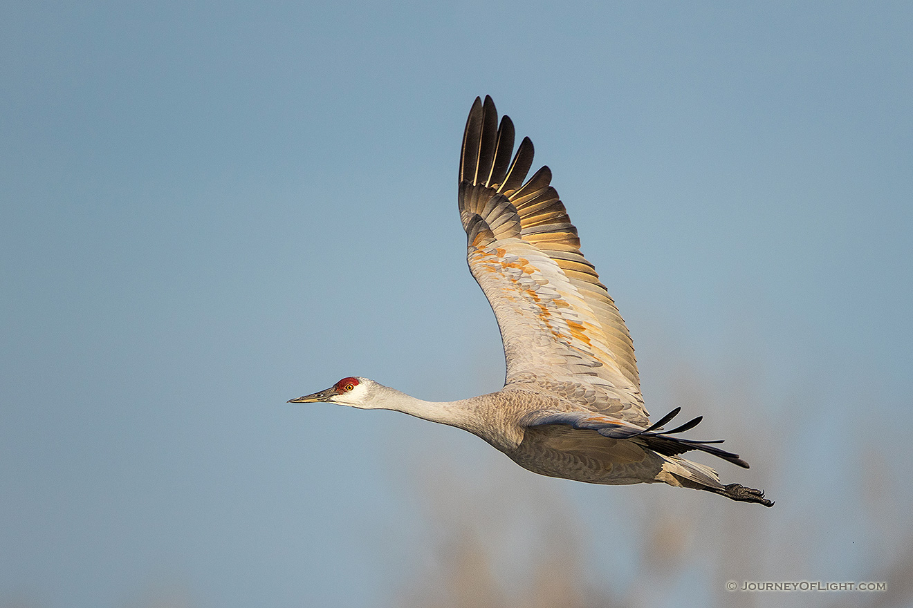 A Sandhill Crane turns toward the sun above the Platte River in Central Nebraska in the warm morning light. - Sandhill Cranes Picture