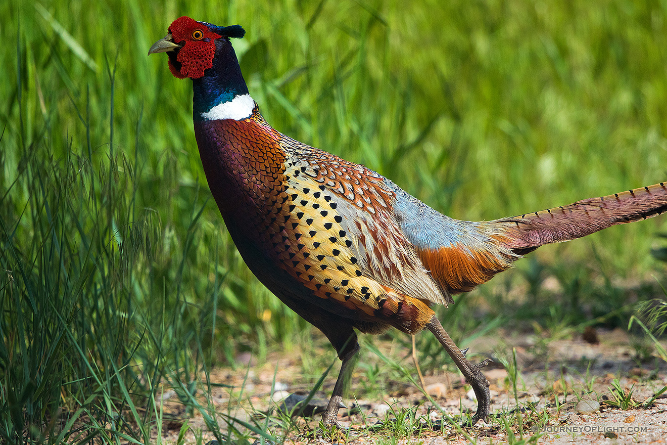 A pheasant ducks into the tall grass at Crescent Lake Wildlife Management Area in the Sandhills of Nebraska. - Nebraska,Animals Picture