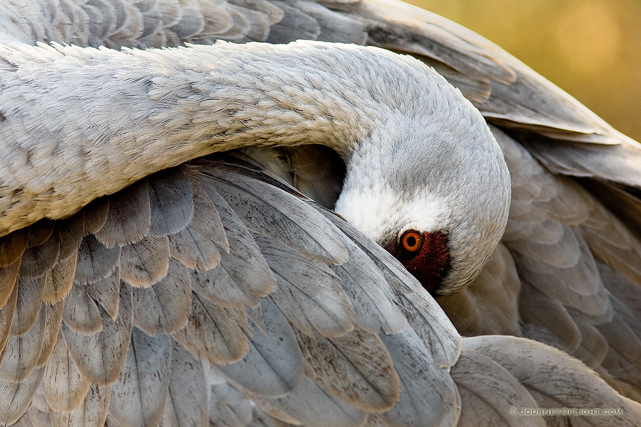 A sandhill crane appears to hid his head while grooming himself. *Captive* - Sandhill Crane Photographs Picture