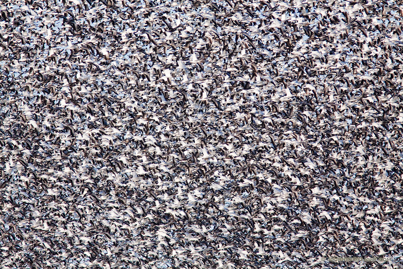 A group of snow geese appear as an abstract image as the enormous flock takes to the sky at Squaw Creek National Wildlife Refuge in Missouri.  There were over 1 million birds on the lake on this day. - Squaw Creek NWR Picture