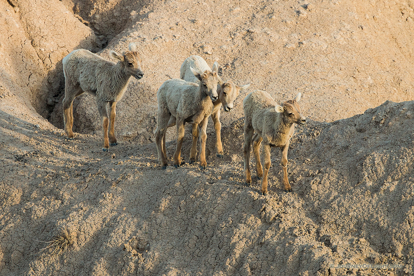 Four Bighorn Sheep kids navigate through the rocks in Badlands National Park, South Dakota. - South Dakota Picture