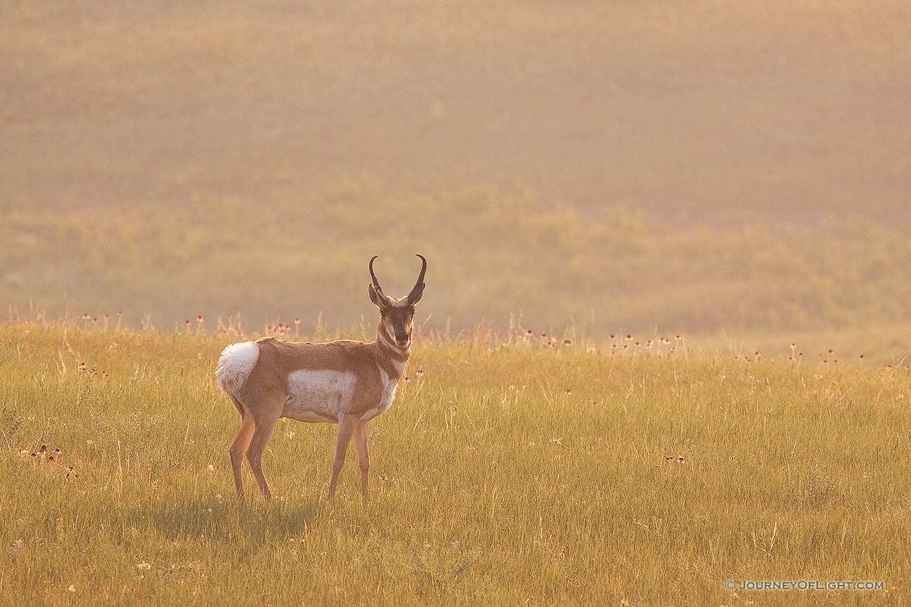 A pronghorn (american antelope) stands vigilant among the priarie grass and coneflowers in the Badlands in South Dakota. - South Dakota Picture