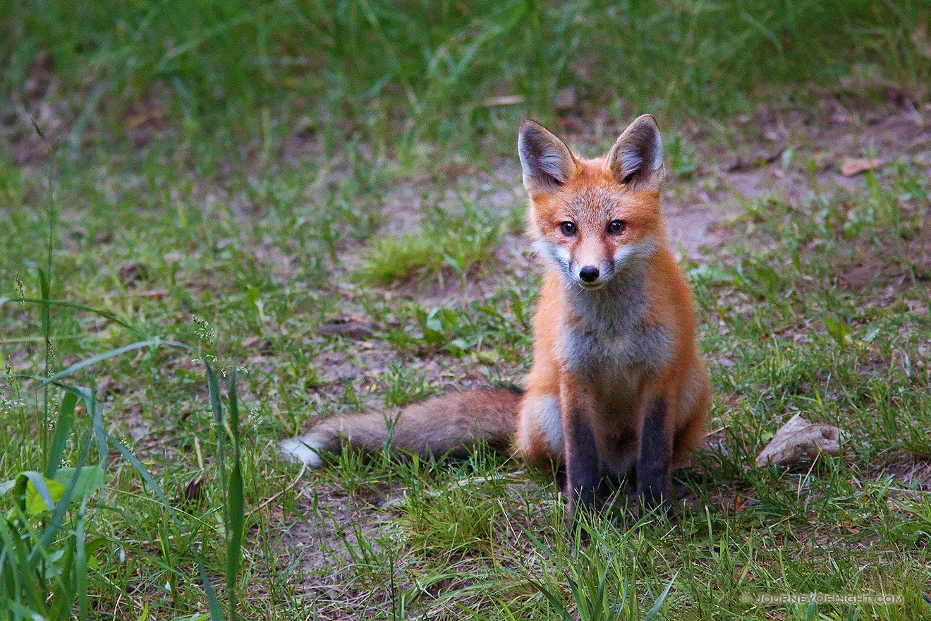 A red fox pauses briefly to gaze out through the forest at Ponca State Park, Nebraska. - Ponca SP Picture