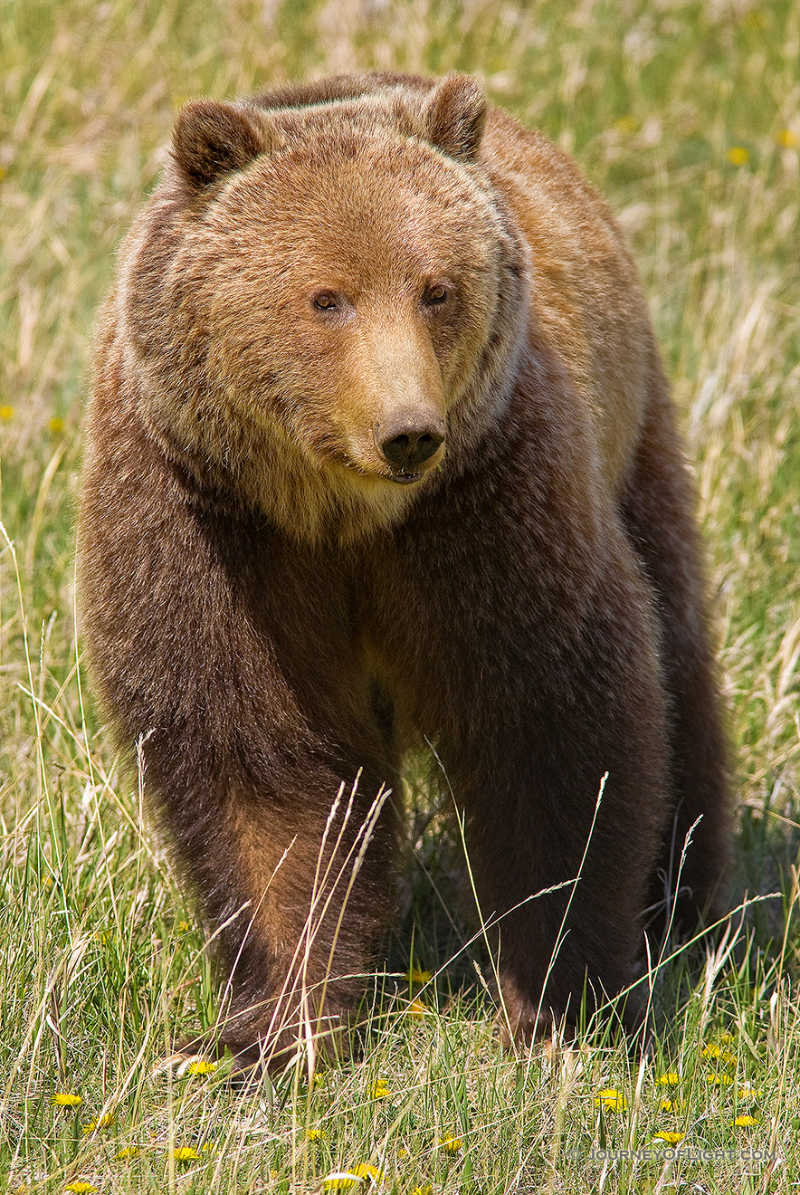 A black bear slowly munches on some dandelions. - Canada Picture