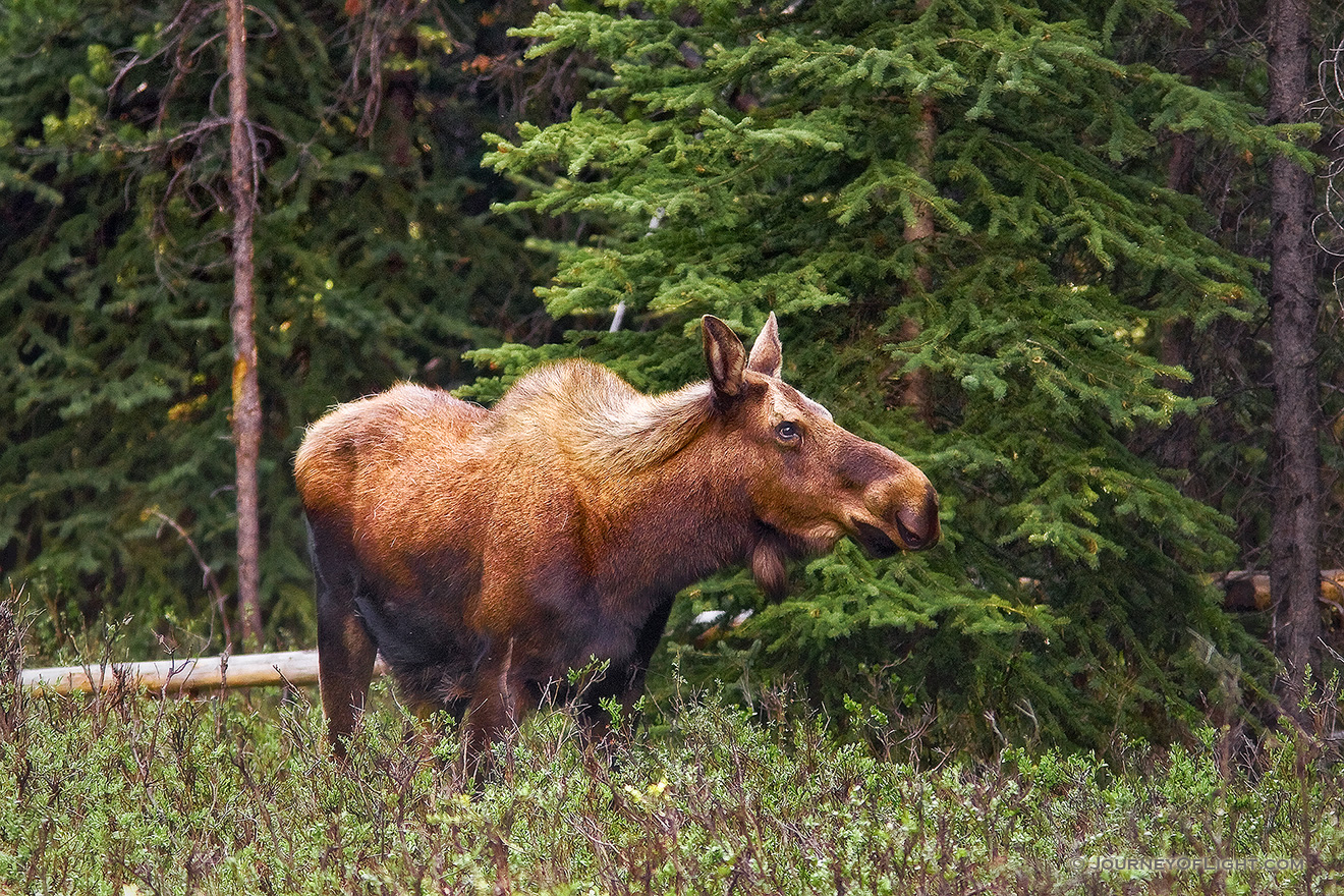 A lone moose grazes in a secluded area in Kananaskis Country, Alberta, Canada. - Canada Picture