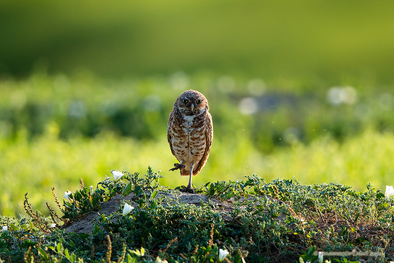 Unlike other owls, burrowing owls are active during the day, especially in the spring when gathering food. These owls prefer wide open areas and they are often found perching near their burrow on fence posts and trees.  Here, a burrowing owl watches from a distance in Badlands National Park, South Dakota. - South Dakota Picture