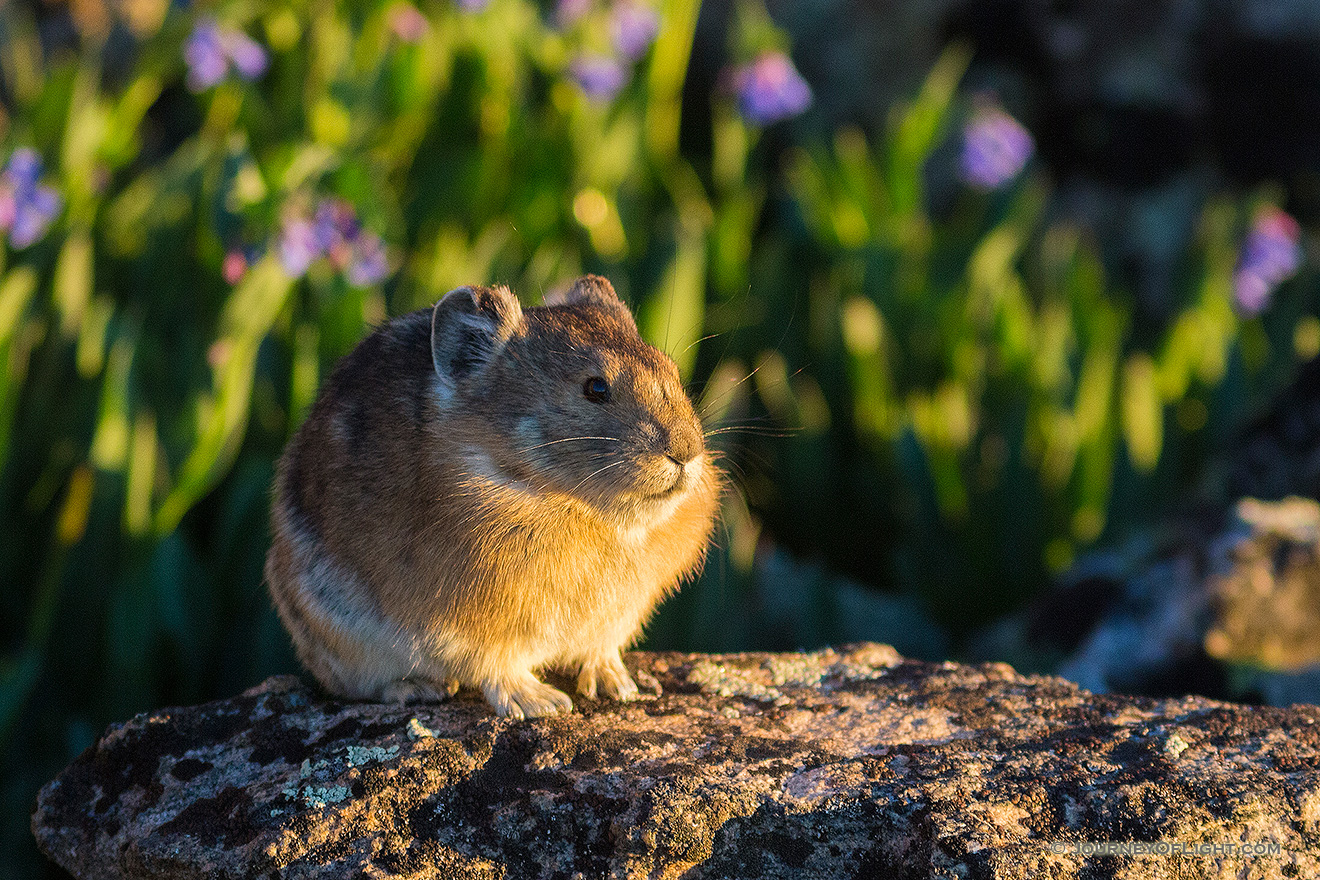 A pika on the boulders on the tundra of Rocky Mountain National Park stops briefly from foraging to bask in the morning sun.  Pikas scurry quickly around the rocks high upon the tundra at Rocky Mountain National Park, and often their movement is what I see before I see animal itself.  I enjoy watching them come from their craggy homes and harvest plants, some quite large which they either amazingly shove into their mouth or take back to their homes.  When threatened or when re-entering their home they let out a high pitched call.  While photographing this particular pika, I moved just a little and startled him.  He quickly climbed a rock and then let out his warning yelp telling me to back off!  A little critter with a bold character. - Rocky Mountain NP Picture