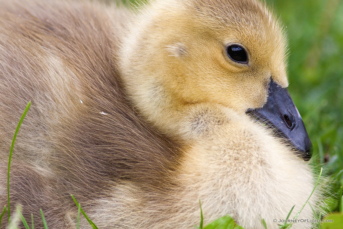 A single gosling rests in the afternoon shade in eastern Nebraska. - Schramm SRA Picture