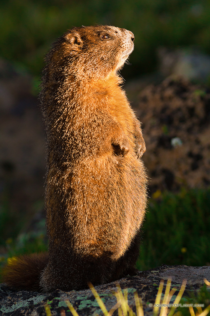 Yellow-bellied marmots live within burrows in the rocky piles throughout Rocky Mountain National Park and hibernate there in the winter.  They blend in well with the landscape and I often find myself jumping back in surprise when hiking when they begin moving by the side of the trail not far from me.  I came upon this marmot in that very way, he finally moved when I was about 2 to 3 feet from him.  Unfortunately, I think he felt a bit threatened when I took my camera from my bag and stood on his hind legs in a show of strength and started me down.  He sat like this for about 10 seconds before relaxing and going back to eating the plants around him. - Rocky Mountain NP Picture