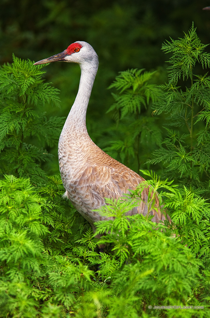 A Sandhill Crane. *Captive* - Nebraska Picture