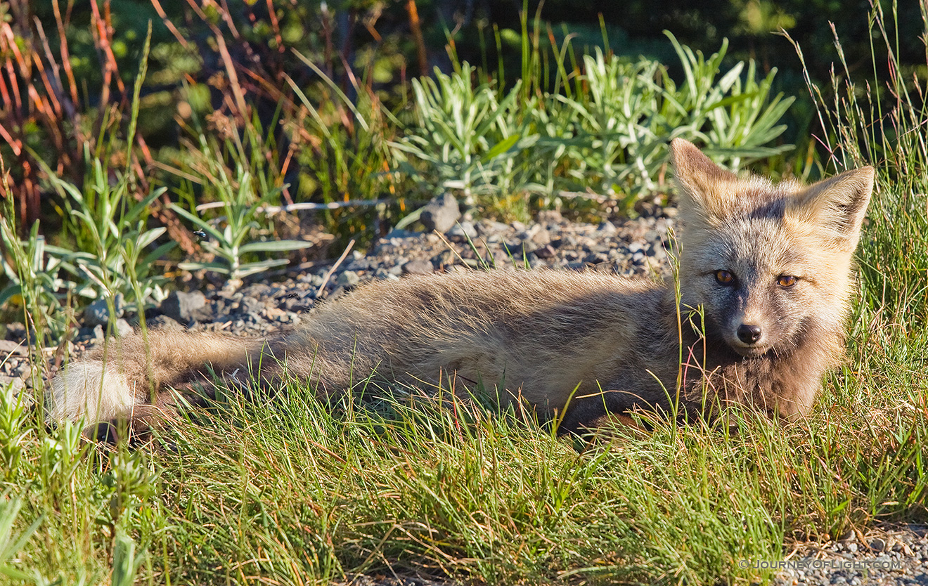 While driving down from Paradise in Mt. Rainier National Park, I came across three fairly young gray foxes playing.  When I stopped, the other two hid, but this one stayed and posed for me. - Pacific Northwest Picture