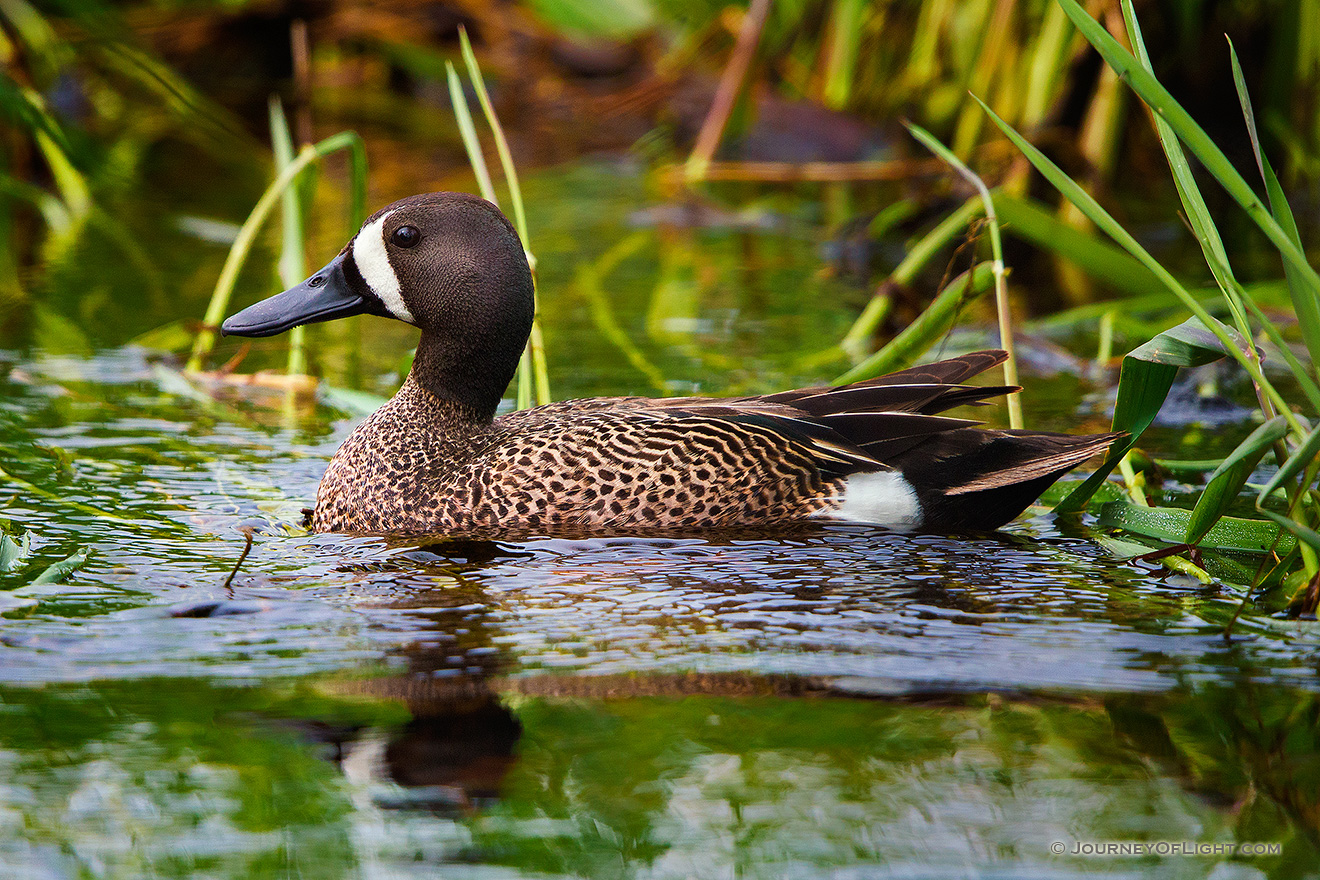 A Blue Teal swims in a marsh created in a valley between large formation of sandhills in Cherry County, Nebraska. - Sandhills Picture